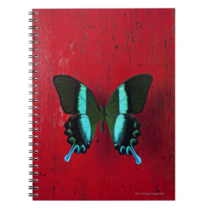Carnet Papillon noir et bleu