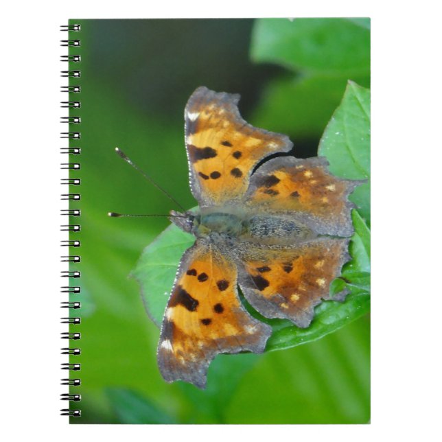 Carnet Papillon orange (Devant)