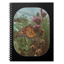 papillons orange 