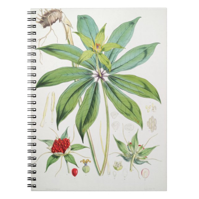 Carnet Paris Polyphylla Smith Flower Floral (Devant)