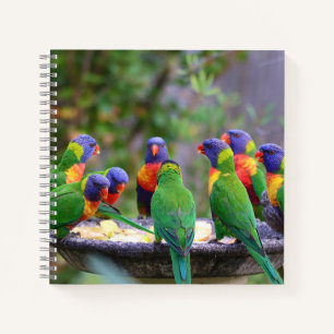 Carnet Parrots colorés Arc-en-ciel Lorikeet Manger