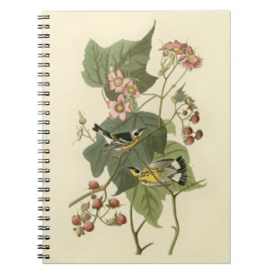 Carnet Paruline agnole d'Audubon