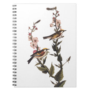 Carnet Paruline audubon ornithologique à châtaignes sur F