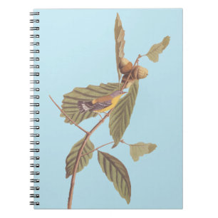 Carnet Paruline de Swainson d'Audubon sur chêne Branche