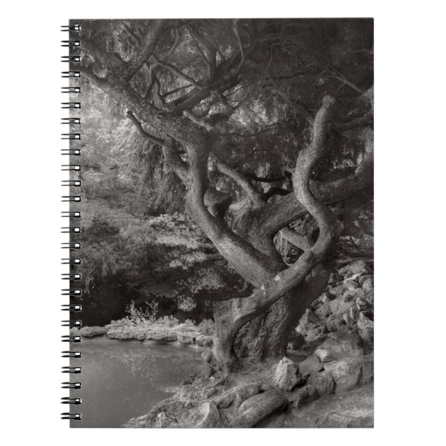 Carnet Paysage - La Forêt Interdite (Devant)