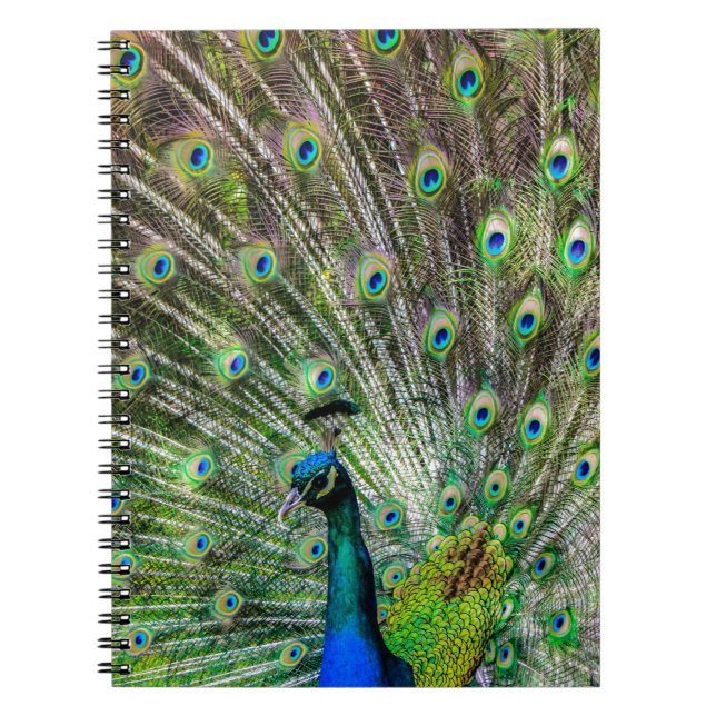 Carnet Peacock étonnant et plumes accessoires photo (Devant)