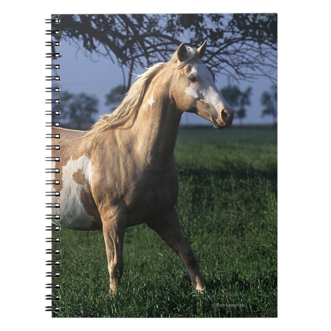 Carnet Peignez le cheval tenant 2 (Devant)