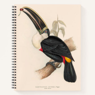 Carnet Peinture animalière d'antiquités Toucans