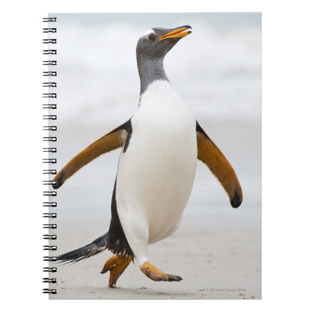 Carnet Penguin Gentoo (Devant)