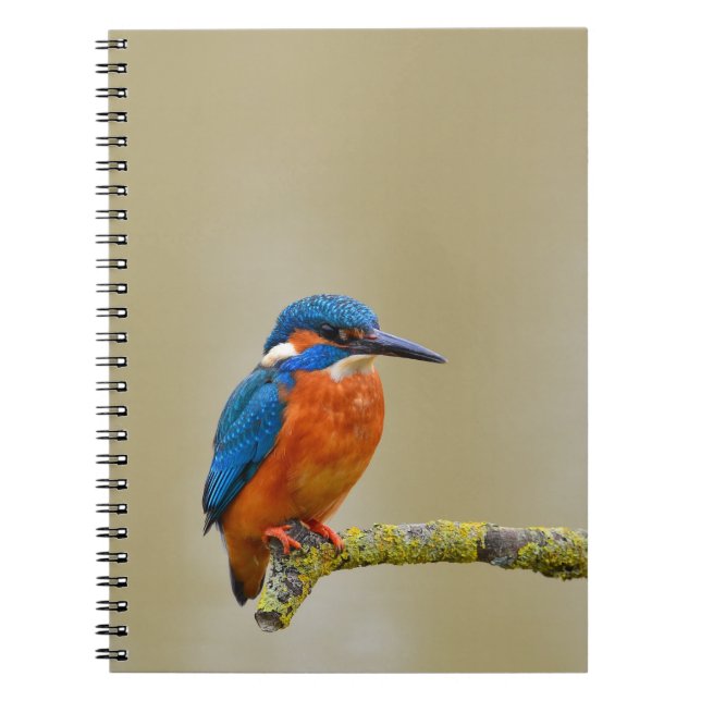 Carnet Perching Kingfisher (Devant)