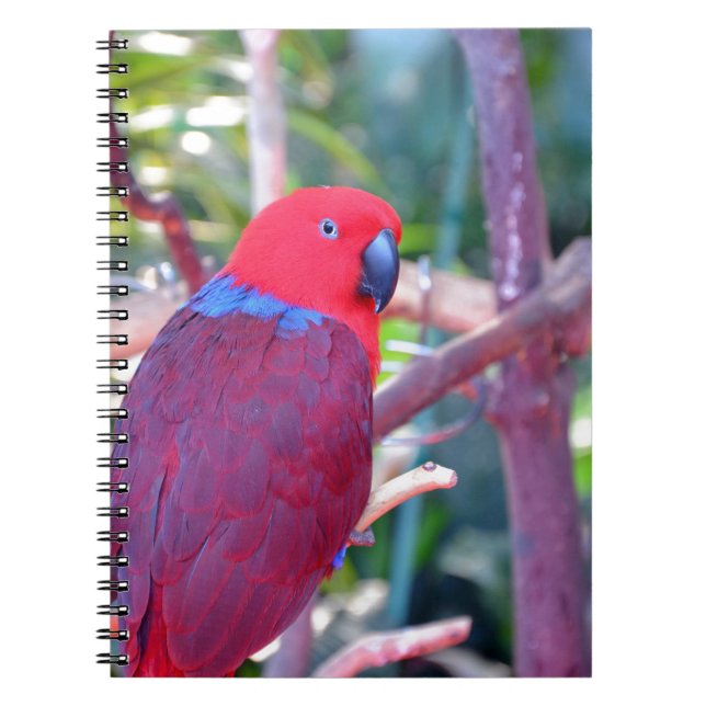 Carnet Perroquet d'eclectus coloré (Devant)