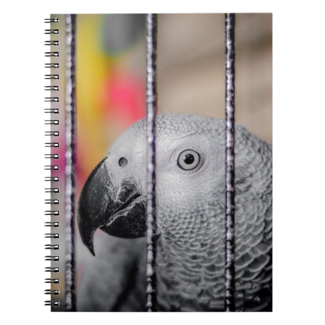 Carnet Perroquet gris (Devant)