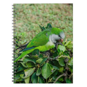 Carnet Perroquet vert