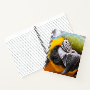 Carnet Perroquet vert, bleu et jaune