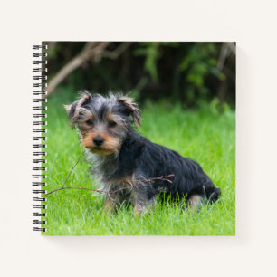 Carnet Petit bébé yorkshire terrier chiot triste yeux pho