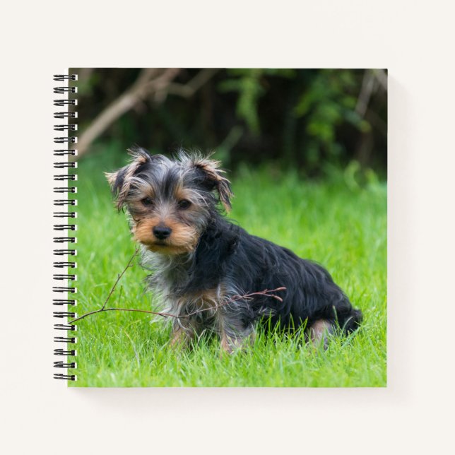 Carnet Petit bébé yorkshire terrier chiot triste yeux pho (Devant)