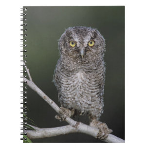 Carnet Petit-duc maculé, Megascops asio, Otus 2
