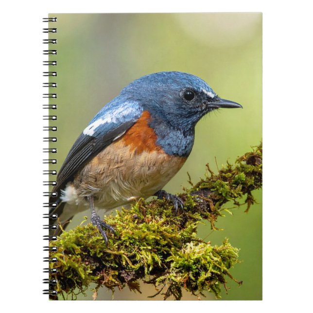 Carnet Petit oiseau bleu (Devant)