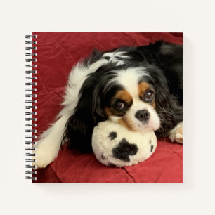 Carnet Petit ordinateur portable Cavalier King Charles Sp