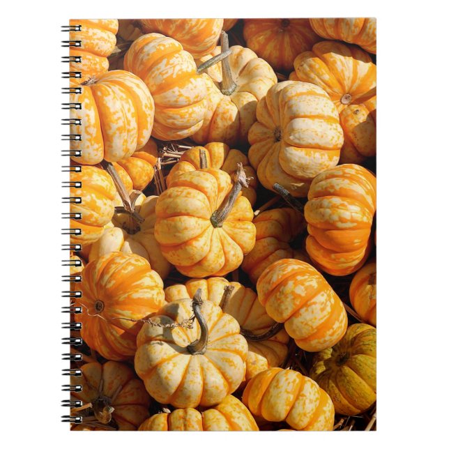 Carnet petits citrouilles dans la pile (Devant)