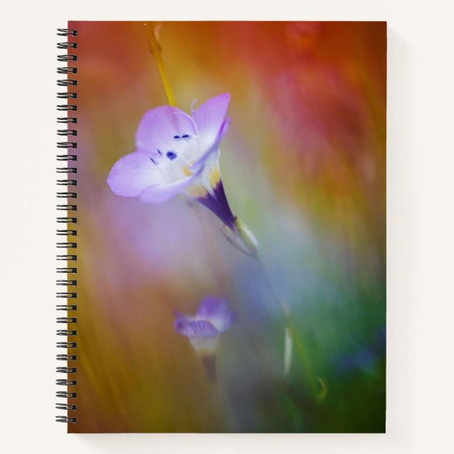 Carnet Phare de Old Point Loma | Monument à Cabrillo (Devant)