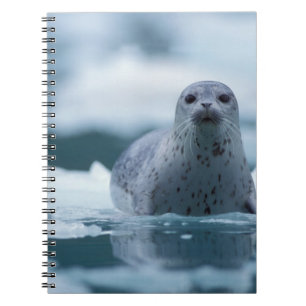 Carnet phoque commun du pacifique, Phoca vitulina richard