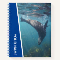 Phoque Nageant Sous L'eau, Australie, Bleu