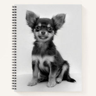 Carnet Photo Chihuahua noir et blanc