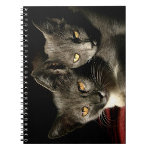 Carnet photo de chats gris (80 pages B&W)