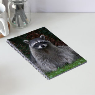 Carnet Photo de faune de raton laveur mignon de la forêt