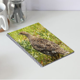 Carnet Photo de faune de Tétras fuligineux