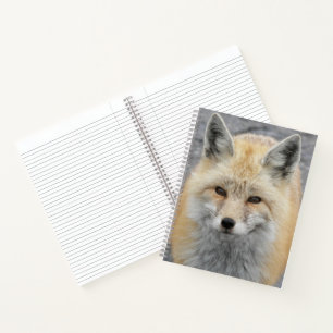 Carnet Photo de faune sauvage de renard roux mignon