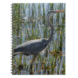 Carnet Photo de Grande Aigrette dans un marais