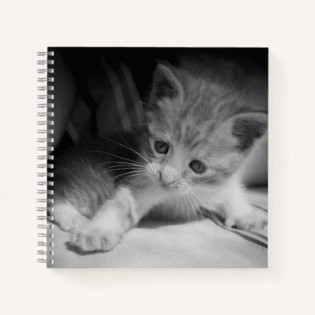 Carnet Photo de Kitten noir et blanc (Devant)