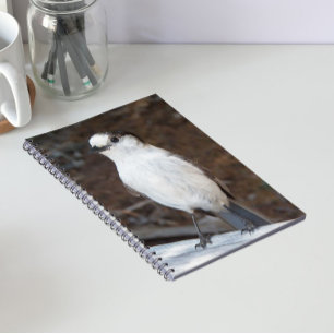 Carnet Photo de la nature de Whiskey Jack mignon