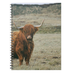 Carnet PHOTO DE LA VACHE DE CHÂTEAU vintage HIGHLAND