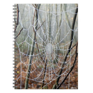 Carnet photo de l'Araignée de Jardin Européenne