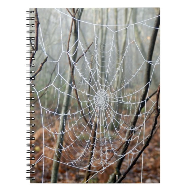 Carnet photo de l'Araignée de Jardin Européenne (Devant)