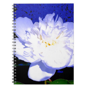Carnet Photo de pivoine blanche et violette