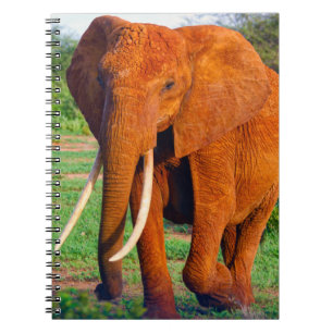 Carnet Photo d'éléphant d'Afrique adulte