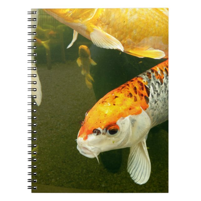 Carnet photo Koi Carp (Devant)