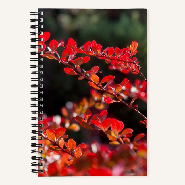 Carnet photo Spiral (Recto)