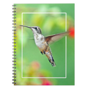 Carnet Photographie de colibri