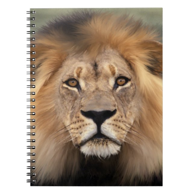 Carnet Photographie de lion (Devant)