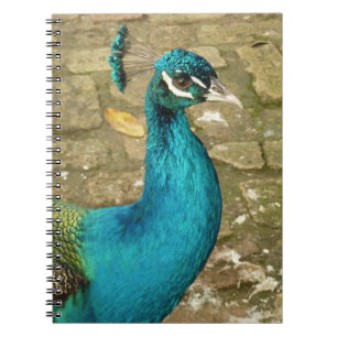 Carnet Photographie de nature magnifique de paon