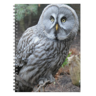 Carnet Photographie de portrait de hibou