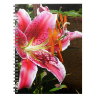 Photographie de Stargazer Lily