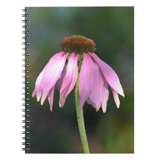 Carnet Photographie rose Echinacea Fleur (Devant)