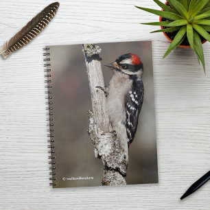 Carnet Pic mou Downy sur l'arbre