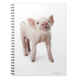 Carnet Pig debout en regardant